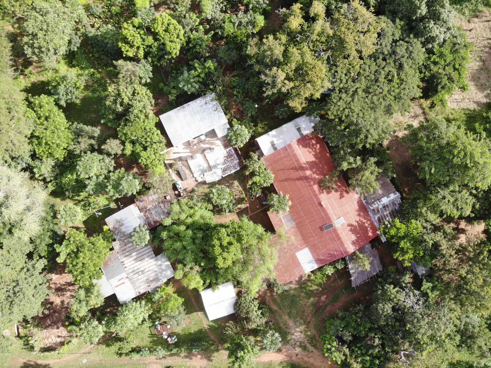 Treasuring Trees Program